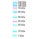 SERVA Dual Color Protein Standard III 