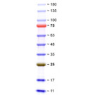SERVA Triple Color Protein Standard II 