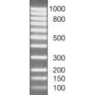 SERVA DNA Standard 100 Bp ladder equimolar lyophilized