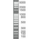 SERVA DNA Standard 100 Bp ladder extended, lyophilized 