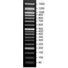 SERVA FastLoad 50 bp DNA ladder 