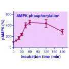 EnzyFluo™ AMPK Phosphorylation Assay Kit